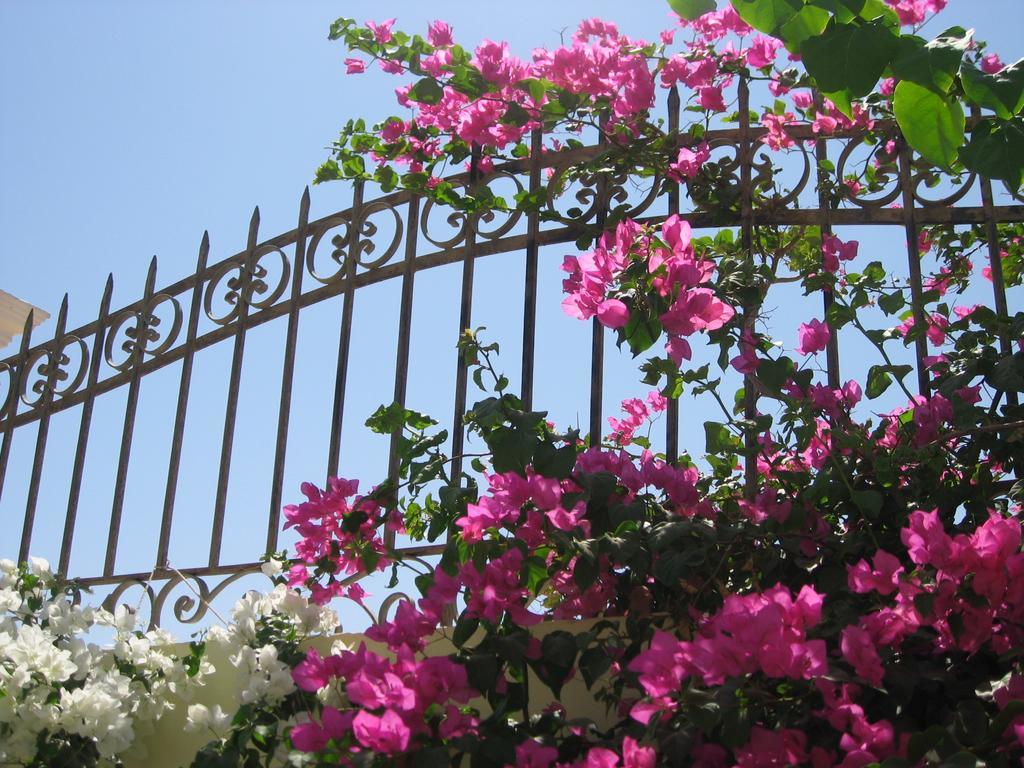 Villa Shahrazad Hurghada Ngoại thất bức ảnh